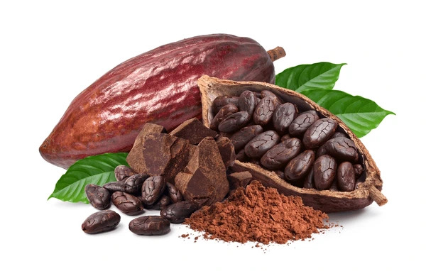 Fresh Cocoa fruit with beans