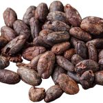 raw cocoa beans before processing