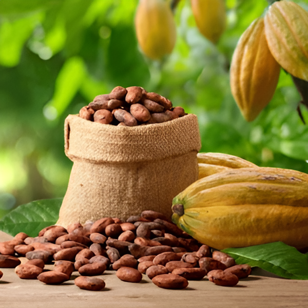 best organic cocoa powder in india